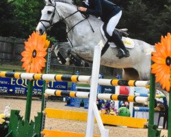 jumper Sfs Harriet (anglo european sporthorse, 2011, from Arkansa Z)