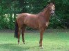 broodmare Wellness (Hanoverian, 2008, from Weltruhm)