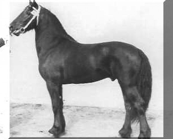 stallion Ewoud 250 (Friese, 1972, from Ulrig 204)