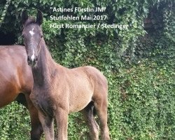 dressage horse Arc Angel (Oldenburg, 2017, from Fürst Romancier)