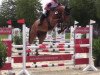 jumper Chaccord (Hanoverian, 2011, from Chacco-Blue)