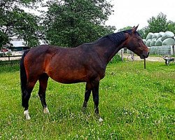 broodmare Constanze (Hanoverian, 2002, from Contendro I)