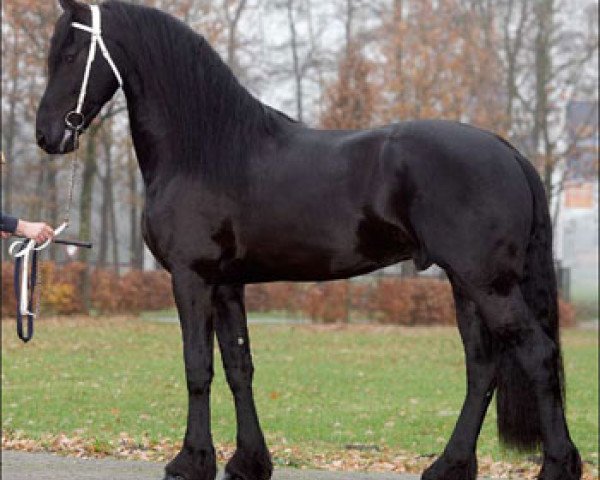 stallion Stendert 447 (Friese, 2005, from Andries 415 Sport)