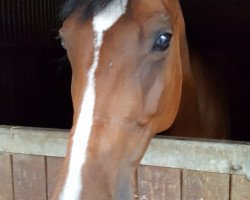 jumper Alaska 270 (Polish Warmblood, 2009, from Avero)