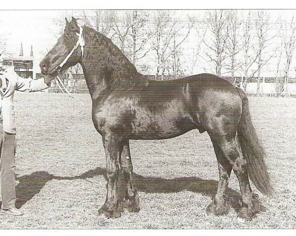 stallion Oepke (Friese, 1977, from Wessel 237)
