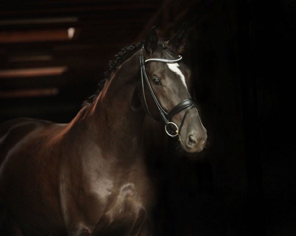 dressage horse Dalian S OLD (Oldenburg, 2013, from De Niro)