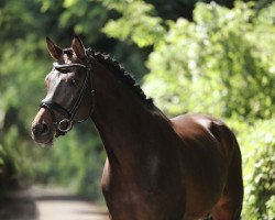 stallion Rock Fever S (Oldenburg, 2012, from Rock Forever NRW)