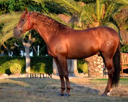 stallion Betun (Pura Raza Espanola (PRE), 2010)