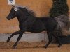 stallion Brendan (German Classic Pony, 1998, from Belmondo)