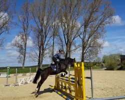 broodmare Nikita II (German Riding Pony, 2006, from Maior Domus)