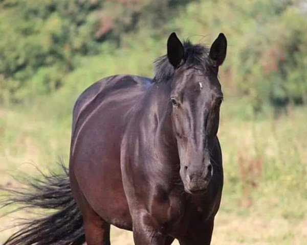 dressage horse Donna (KWPN (Royal Dutch Sporthorse), 2008, from Toronto)