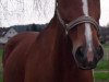 broodmare Gorgia (Hanoverian, 2000, from Graf Top)