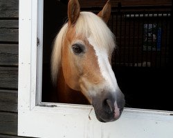 Dressurpferd Nimbus (Haflinger, 2001, von Noble-Dancer)