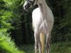 jumper Grandora - W (KWPN (Royal Dutch Sporthorse), 2011, from Bugatti VDL)