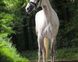 jumper Grandora - W (KWPN (Royal Dutch Sporthorse), 2011, from Bugatti VDL)