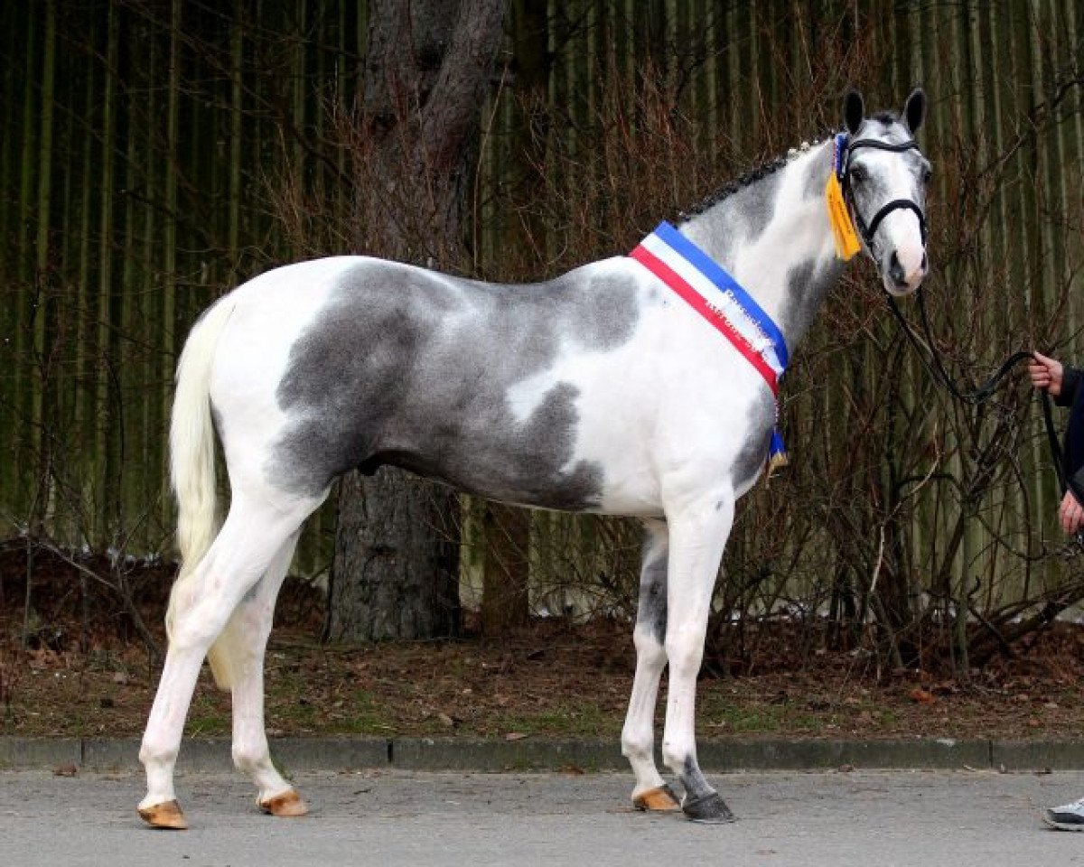 Deckhengst Söl'rings Question of honour (Pinto mit Reitpferdepedigree, 2014, von DSP Quasi Gold Md)