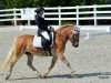 dressage horse Asta vom Stöckerhof (Haflinger, 2003, from Attila)