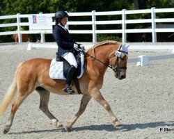 dressage horse Asta vom Stöckerhof (Haflinger, 2003, from Attila)