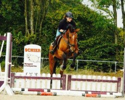 dressage horse Licentia laudis (Westphalian, 2007, from Landlob)