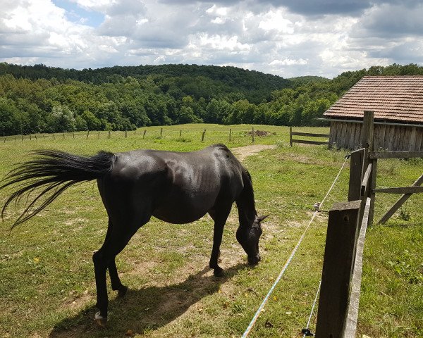 broodmare Jirinah ox (Arabian thoroughbred, 1999, from Mahnarchx ox)