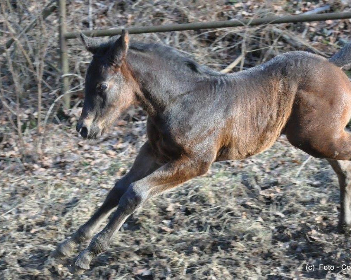 horse Stute von Sir Satchmo / Stakkato's Highlight (Westphalian, 2017, from Sir Satchmo)