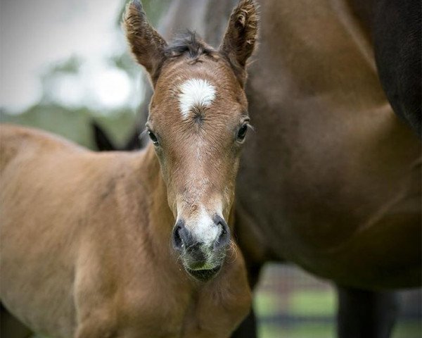 horse Out of Caviar xx (Thoroughbred, 2016, from Snitzel xx)