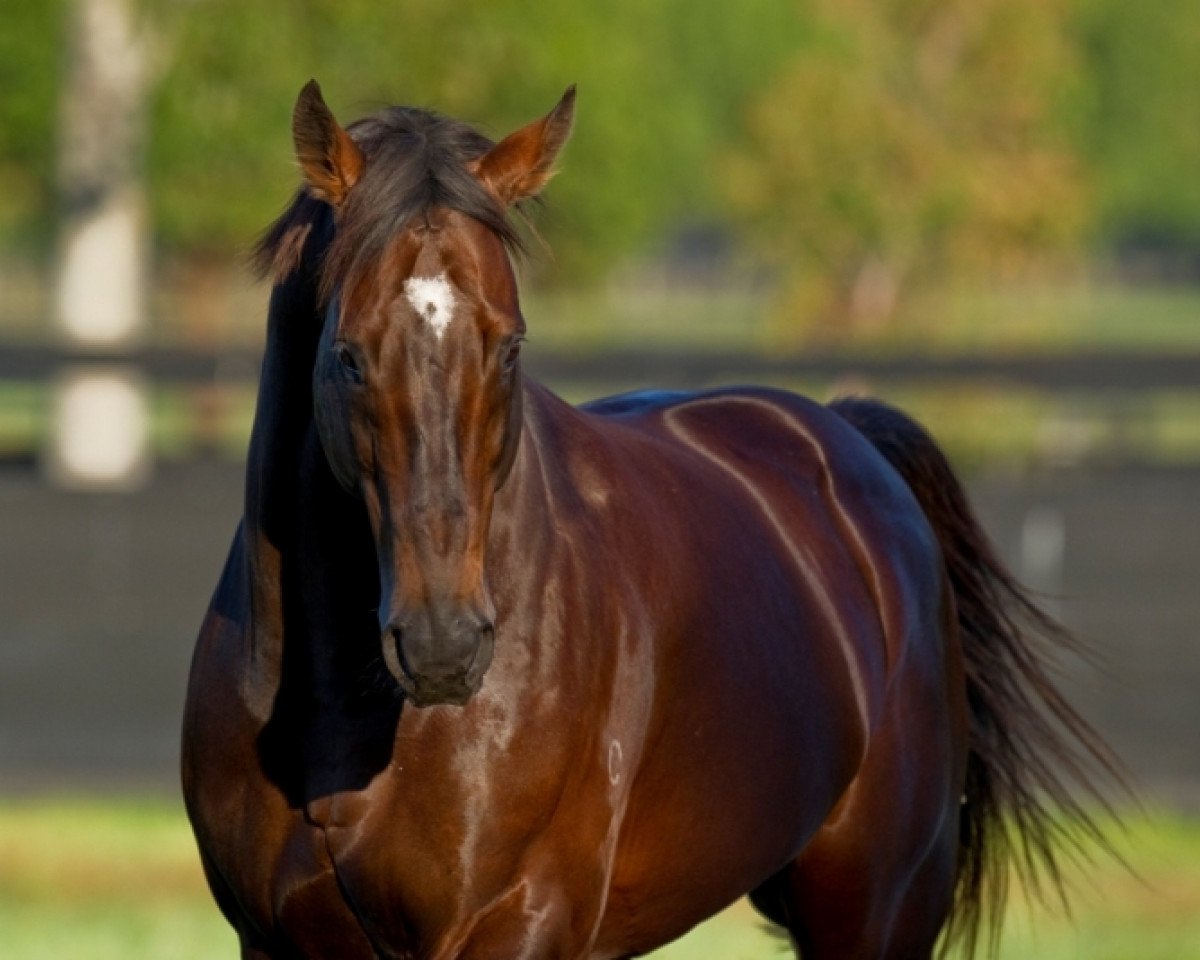 stallion Redoute's Choice xx (Thoroughbred, 1996, from Danehill xx)