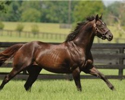 stallion More Than Ready xx (Thoroughbred, 1997, from Southern Halo xx)