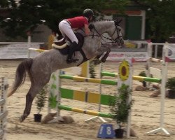 jumper Casablanca 125 (Oldenburg show jumper, 2012, from DSP Cashmoaker)