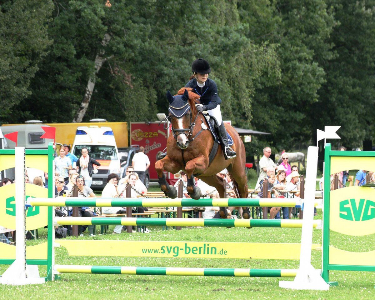 dressage horse Argie (Bavarian, 2004, from Askari)