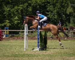 broodmare Cindy (Holsteiner, 2007, from Colman)