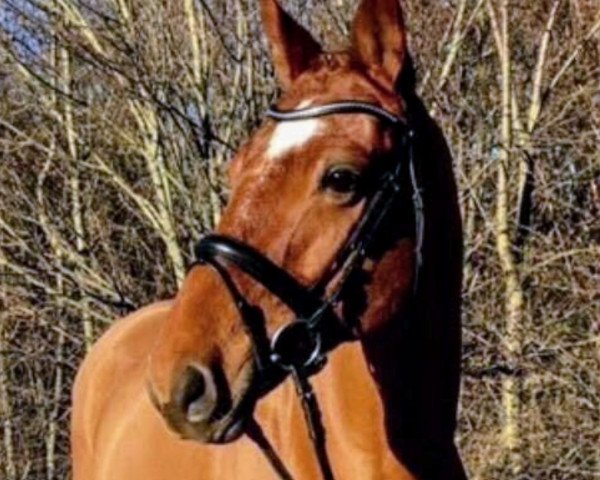 dressage horse Dobby (Hanoverian, 2008, from Desperados FRH)