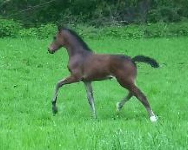 Springpferd Blomquist 3 (Westfale, 2010, von Black Jack 175)