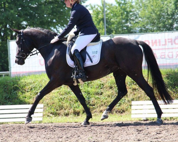 dressage horse Divina S (Hanoverian, 2012, from Don Corazon)