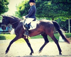 dressage horse Da Vinci - S (Hanoverian, 2011, from Don Corazon)