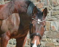 dressage horse Gucke 'Ma (German Warmblood, 1999, from Guy Laroche)