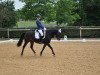 dressage horse Renaissance de la fleur (German Riding Pony, 2006, from Ascan)