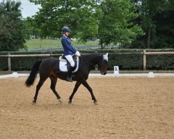 dressage horse Renaissance de la fleur (German Riding Pony, 2006, from Ascan)