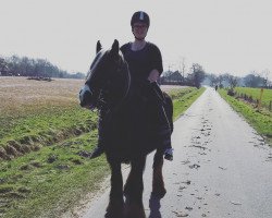 broodmare Josie S (Tinker / Irish Cob / Gypsy Vanner, 2004, from Fleetwood Mac)