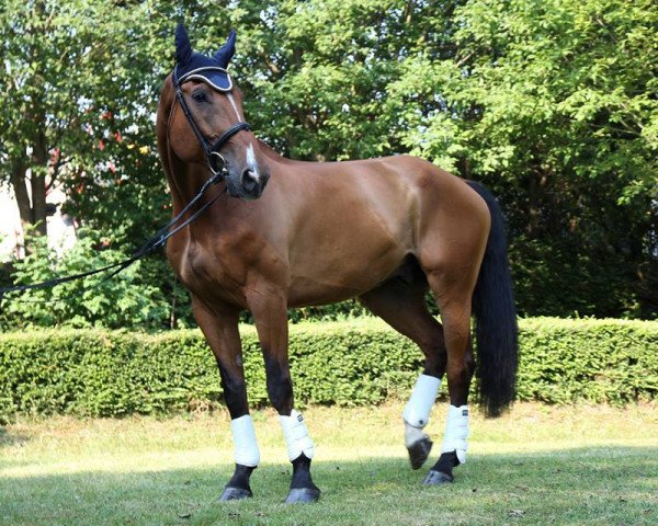 horse Doncarlos (KWPN (Royal Dutch Sporthorse), 2008, from Lord Z)