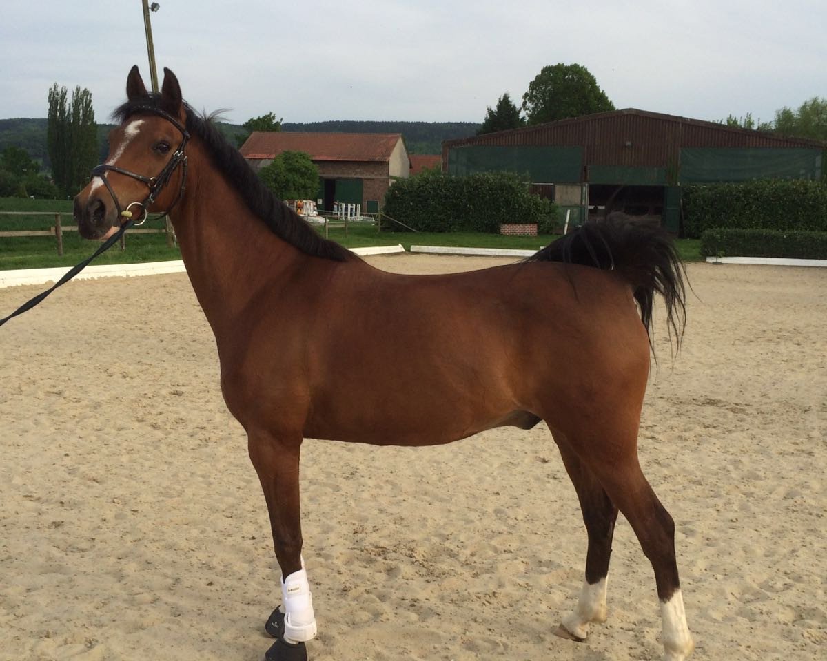 horse Vico (German Riding Pony, 1998, from Viscount)