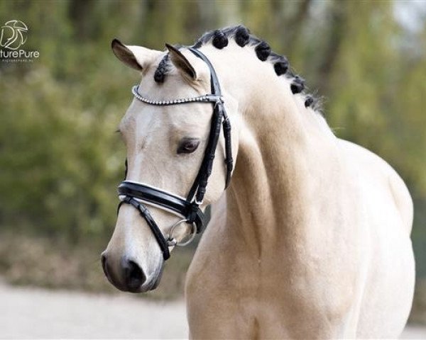 horse Hamilton (Nederlands Welsh Ridepony, 2013, from Diamond Hit)