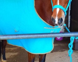 dressage horse Lotta 105 (German Riding Pony, 2003)