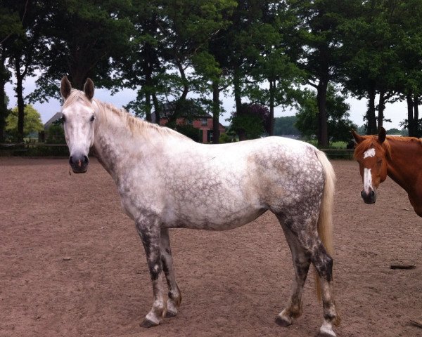 Zuchtstute Emma Perina (KWPN (Niederländisches Warmblut), 2009, von Mr Blue)