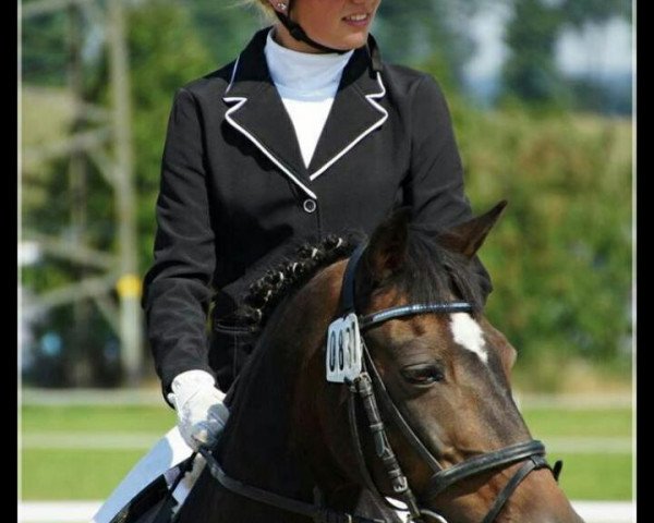 dressage horse Benny (German Riding Pony, 1992)