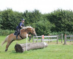 Pferd Salvano (Haflinger, 2011, von Stoanmandl-C)