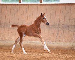 Springpferd Mr.Speed von Mochito (Deutsches Sportpferd, 2017, von Mochito)