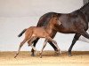 dressage horse Stute von Bailando / Imperio (Bavarian, 2017, from Bailando)