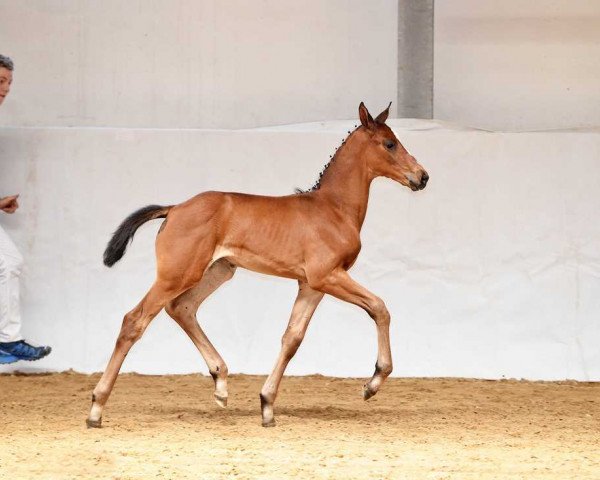 dressage horse Stute von Zonik One / Benicio (Bavarian, 2017, from Zonik One)