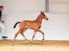 dressage horse Stute von Zonik One / Benicio (Bavarian, 2017, from Zonik One)